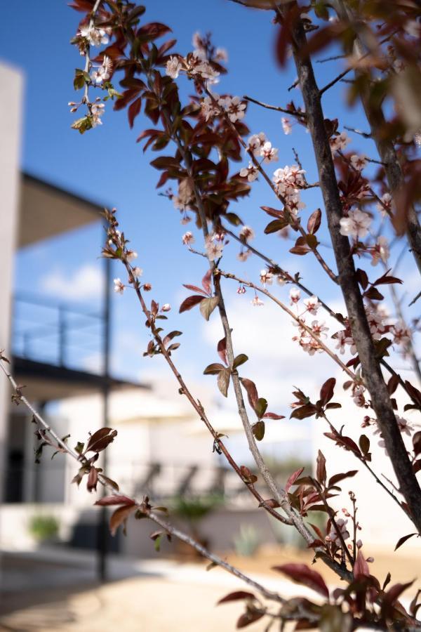 Villa Sophia Valle De Guadalupe Dış mekan fotoğraf